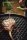 Outdoorchef Gusseisenrost DIAMOND 480